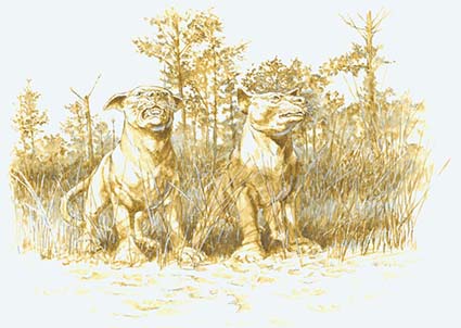Beardogs - acrylic wash on illustration board