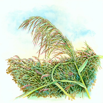 Phragmites - Acrylic on illustration board