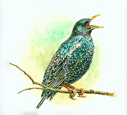 Starling - Acrylic on board
