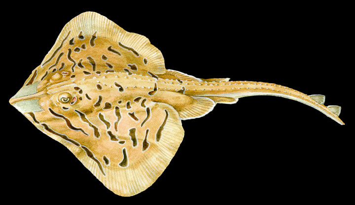 Clearnose Skate