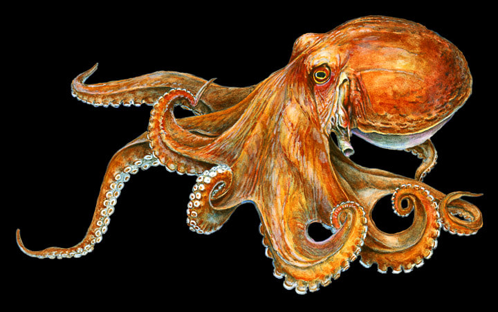 Common Octopus