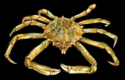 Crab