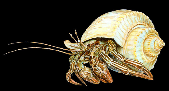 Striped Hermit Crab