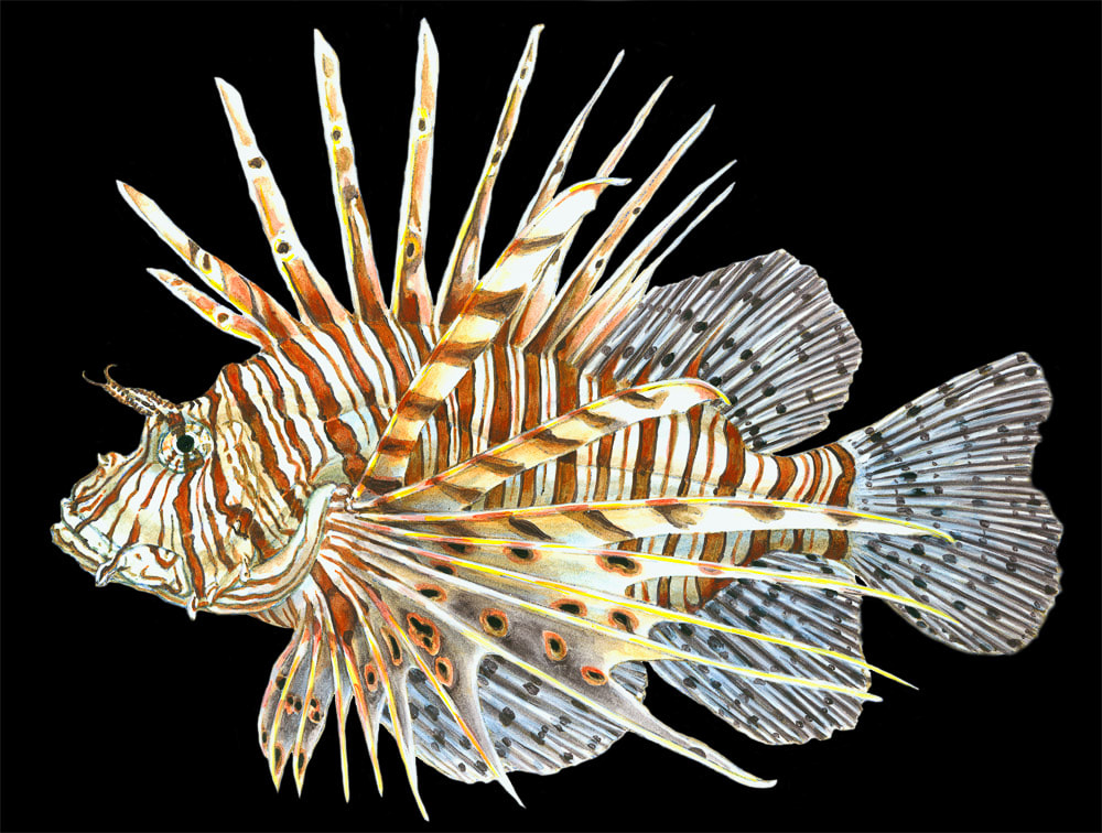 Volitan Lionfish