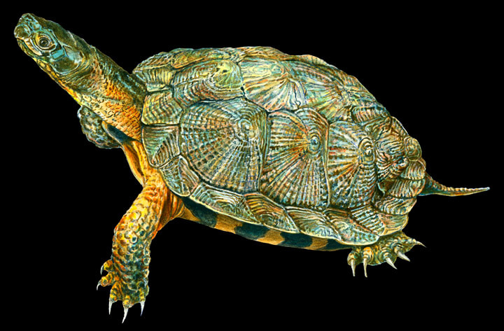 Wood Turtle