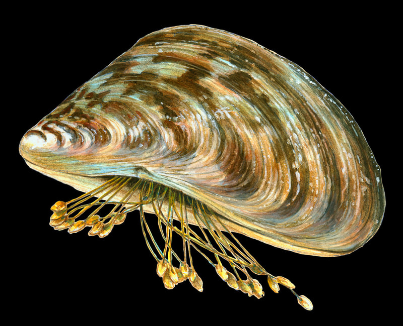Zebra Mussel