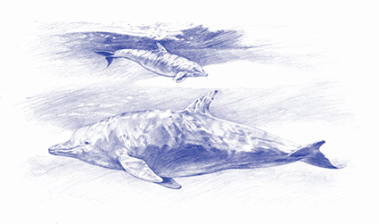 Pencil on Paper - Blue Print