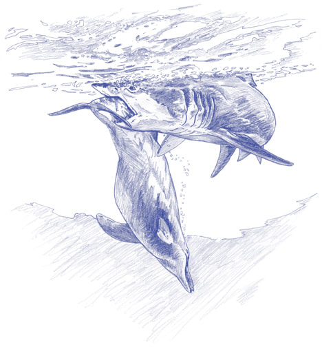 Pencil on Paper - Blue Print