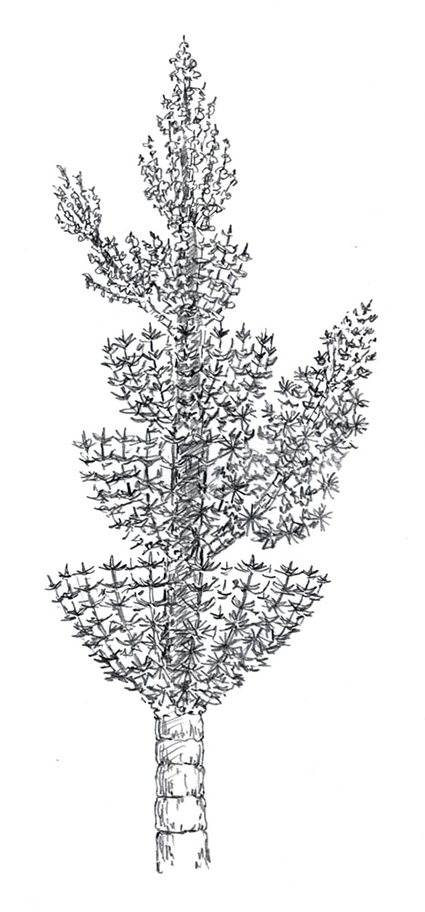Calamitis - Pencil on Paper Drawing
