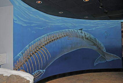 Whale Skeleton Mural Whale Skeleton Mural