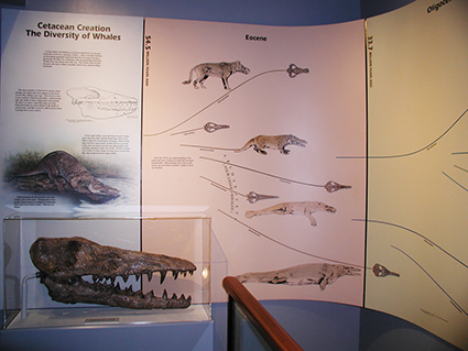 Whale Evolution Exhibit, color, drawings and silkscreen