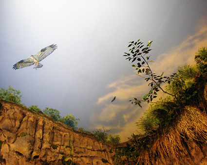 Calvert Cliffs Exhibit Calvert Cliffs Exhibit